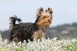 YORKSHIRE TERRIER 087